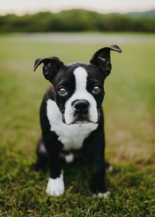 可爱波士顿梗犬站在草地