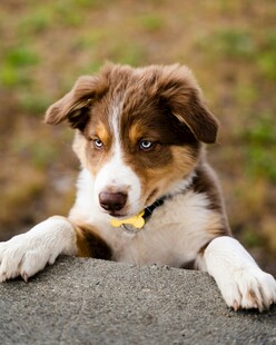 萌犬趴石好奇张望