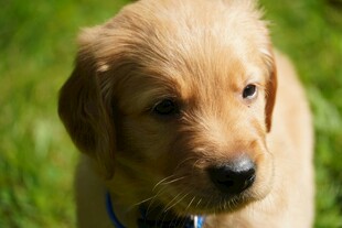 草地上的可爱小金毛犬