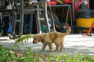 金毛犬叼绿植玩耍