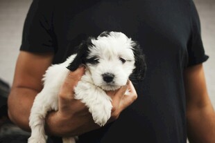 怀中可爱黑白小狗