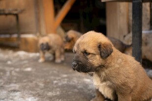 可爱幼犬户外呆萌模样