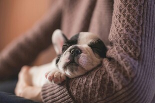 依偎在怀中的法斗犬