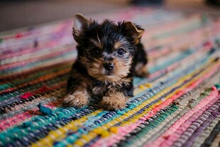 彩色毯子上的可爱小幼犬