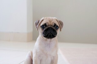 可爱巴哥犬端坐室内