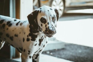 斑点狗站在室内看向镜头