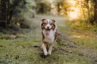 阳光下漫步的澳洲牧羊犬