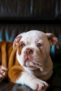 可爱斗牛犬趴卧模样