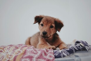可爱幼犬趴卧多彩毯子上