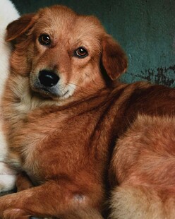 棕色长毛犬安静趴卧
