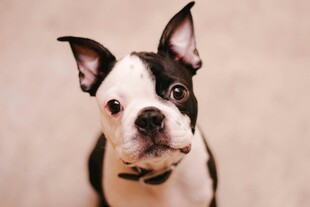 可爱波士顿梗犬呆萌瞬间
