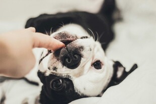 人与萌犬亲昵互动瞬间