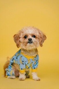 穿花衣的可爱小萌犬
