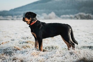 雪地中的黑犬眺望远方