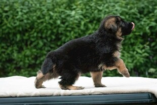 可爱幼犬站立车顶张望
