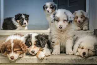可爱幼犬趴坐于台阶上