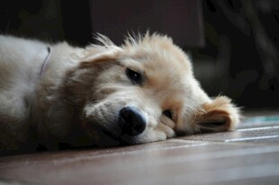 趴着的可爱金毛犬