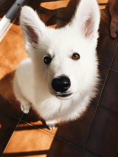 可爱白犬仰头望镜头