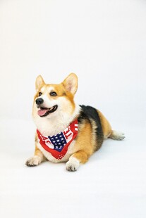 可爱柯基犬戴着个性围巾