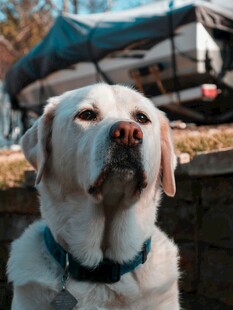 岸边的可爱拉布拉多犬