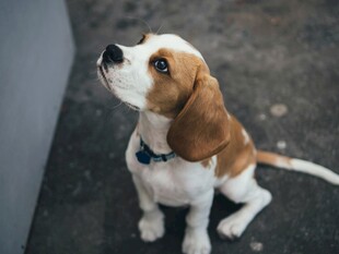 仰头小猎犬