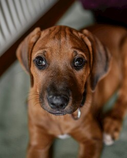 可爱棕色幼犬呆萌模样