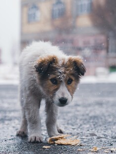 雪地小狗嗅闻落叶