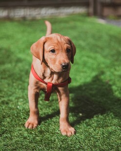 草地上的可爱幼犬