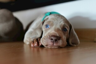 趴着的可爱威玛猎犬幼犬