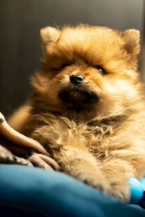 可爱博美犬惬意被抚摸