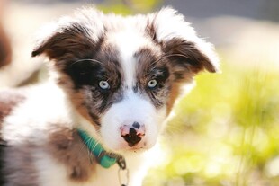 可爱边牧幼犬特写
