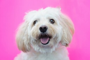 粉色背景下的可爱白毛犬