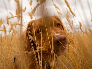 麦田中的可爱金毛犬
