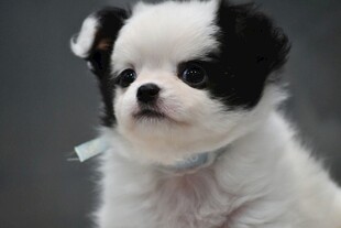 黑白萌犬特写