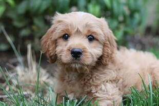 可爱幼犬趴于翠绿草地上