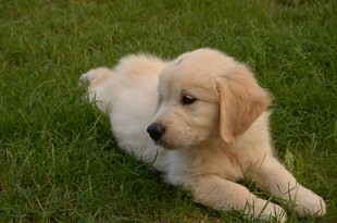 草地上的可爱小金毛犬