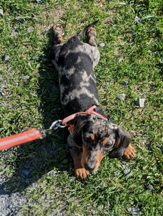 趴着休息的可爱腊肠犬