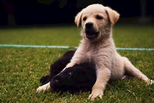 草地上的可爱拉布拉多幼犬