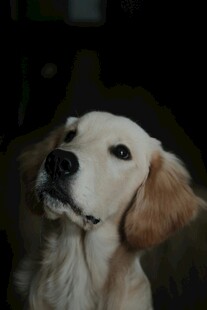 可爱金毛犬抬头凝望