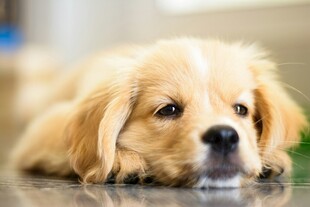 趴着的可爱金毛幼犬