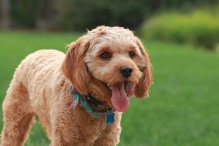 可爱卷毛犬在草地上吐舌