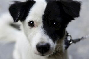 黑白萌犬特写