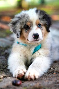 可爱三色边牧幼犬趴地