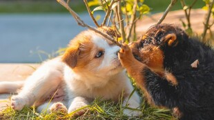 两只萌犬亲昵互动瞬间
