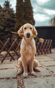 叼花的可爱拉布拉多犬