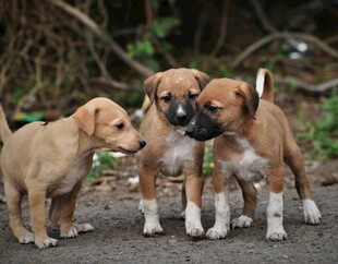 可爱幼犬相聚玩耍