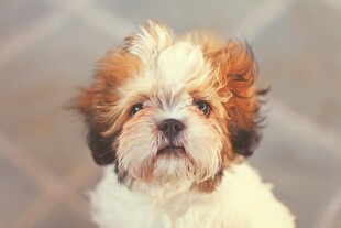 可爱西施犬萌态特写