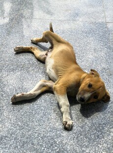 路边酣睡的小黄狗
