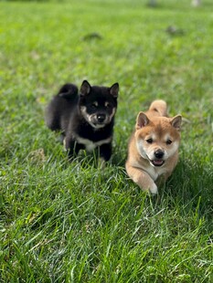 草地上玩耍的两只可爱柴犬