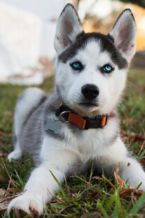 可爱哈士奇幼犬趴于草地
